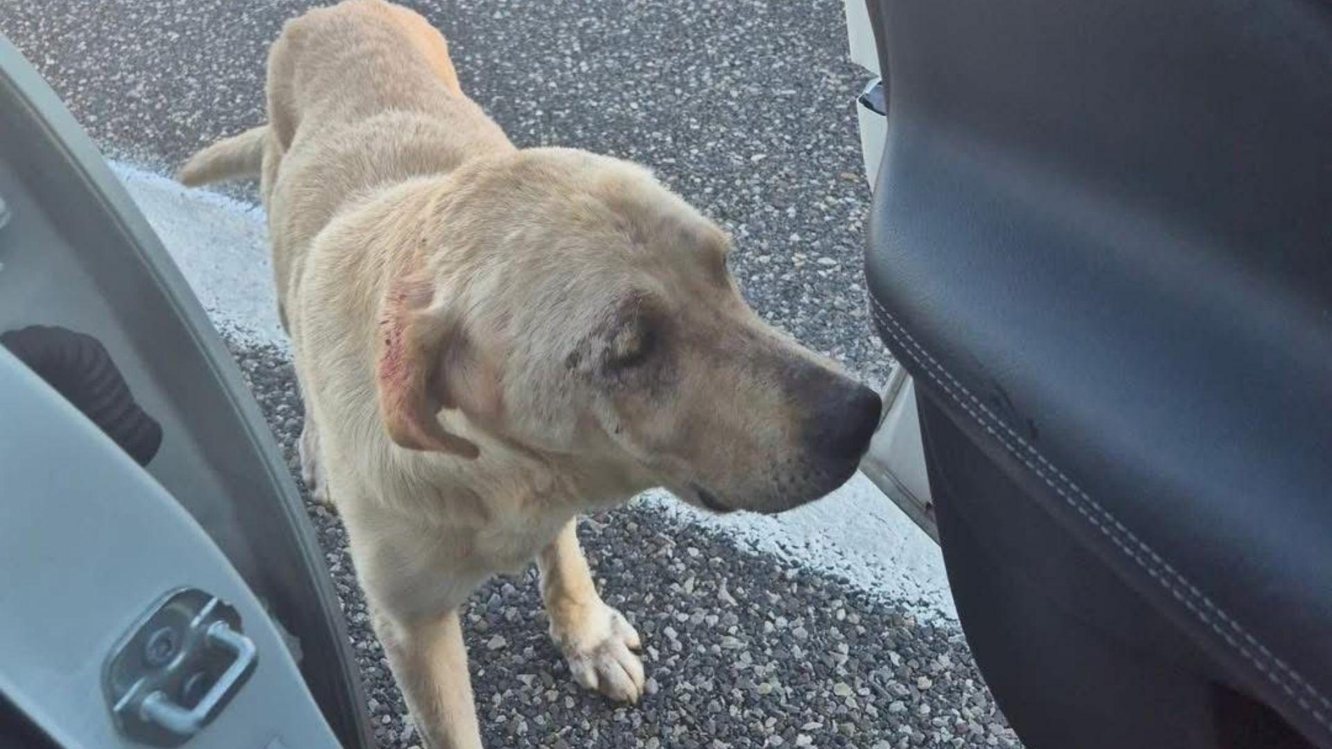 Randagio abbandonato in autostrada tra Petina e Polla: salvato e portato in canile