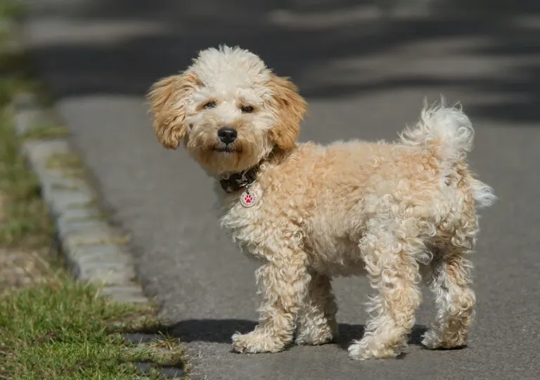 Che cane è il Cavapoo? Il mix perfetto tra affetto e intelligenza