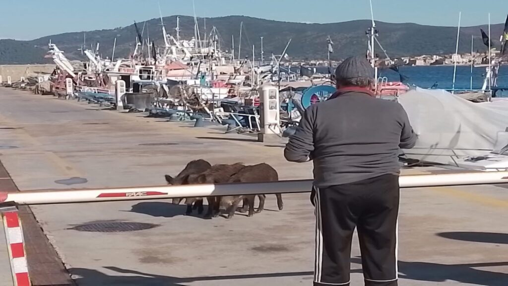 Cinghiali in “gita al porto”: curiosi tra barche e banchina a San Marco