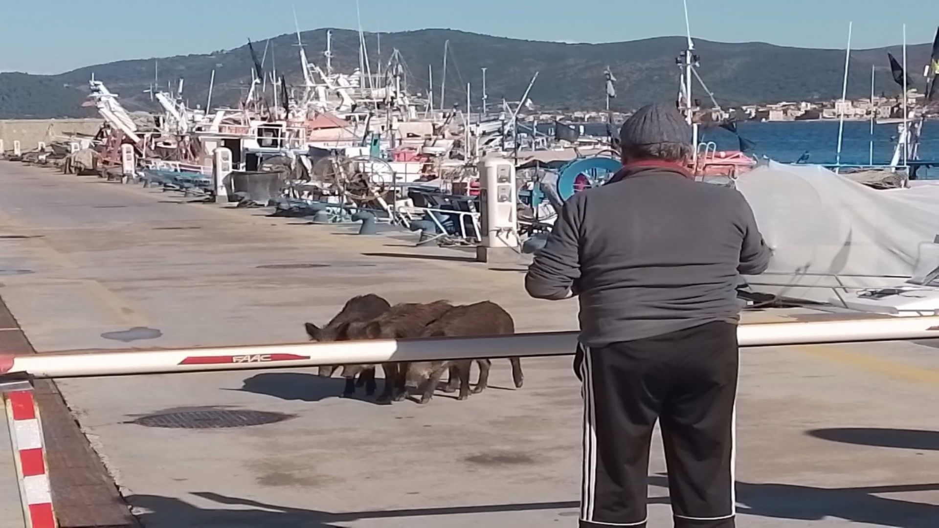 Cinghiali in “gita al porto”: curiosi tra barche e banchina a San Marco