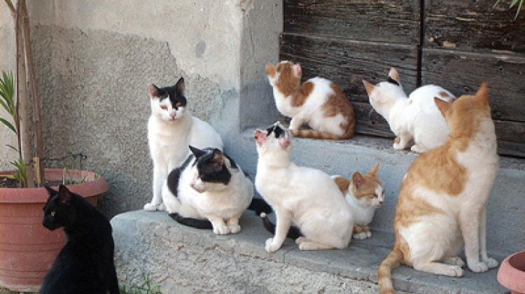 Giungano, colonia felina decimata: «Aiutetemi a proteggere gli altri gatti»