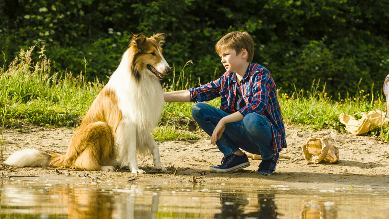 Lassie, Rex e Rin Tin Tin: i cani che hanno conquistato cinema e tv