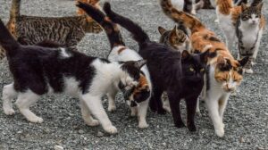Sterilizzazione delle colonie feline: come funziona