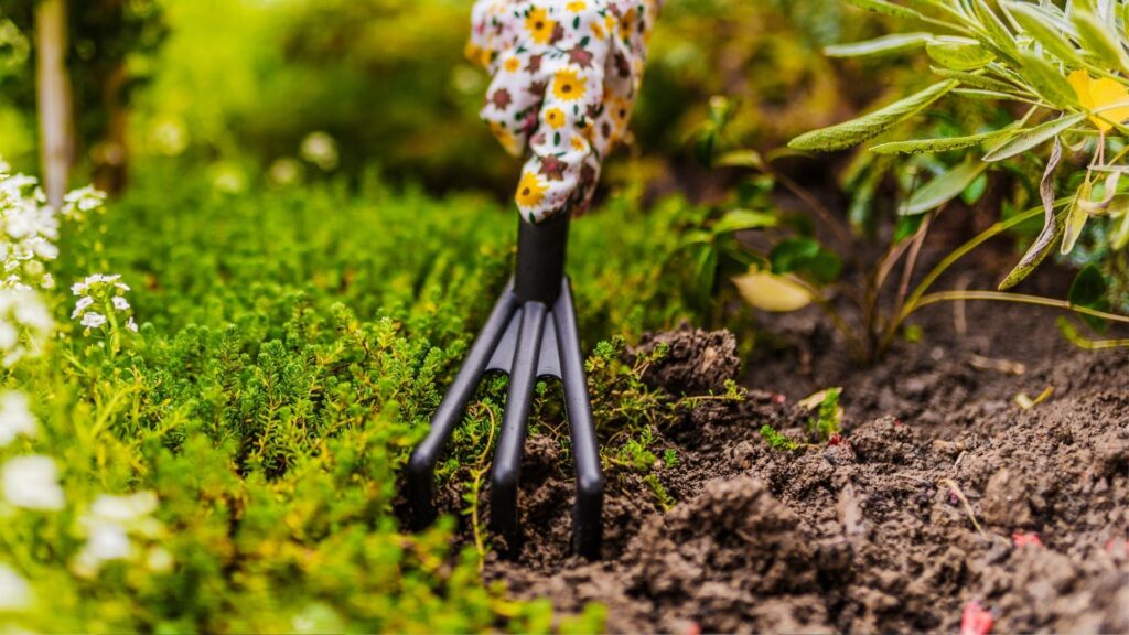 Curare il giardino in inverno: idee per mantenerlo vivo e accogliente