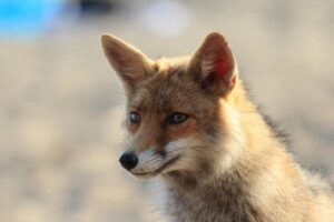 Animali selvatici in Italia: i diritti sanciti dalla legge e la tutela della fauna