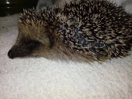 Se trovi un riccio ferito: cosa fare (e cosa evitare) per aiutarlo