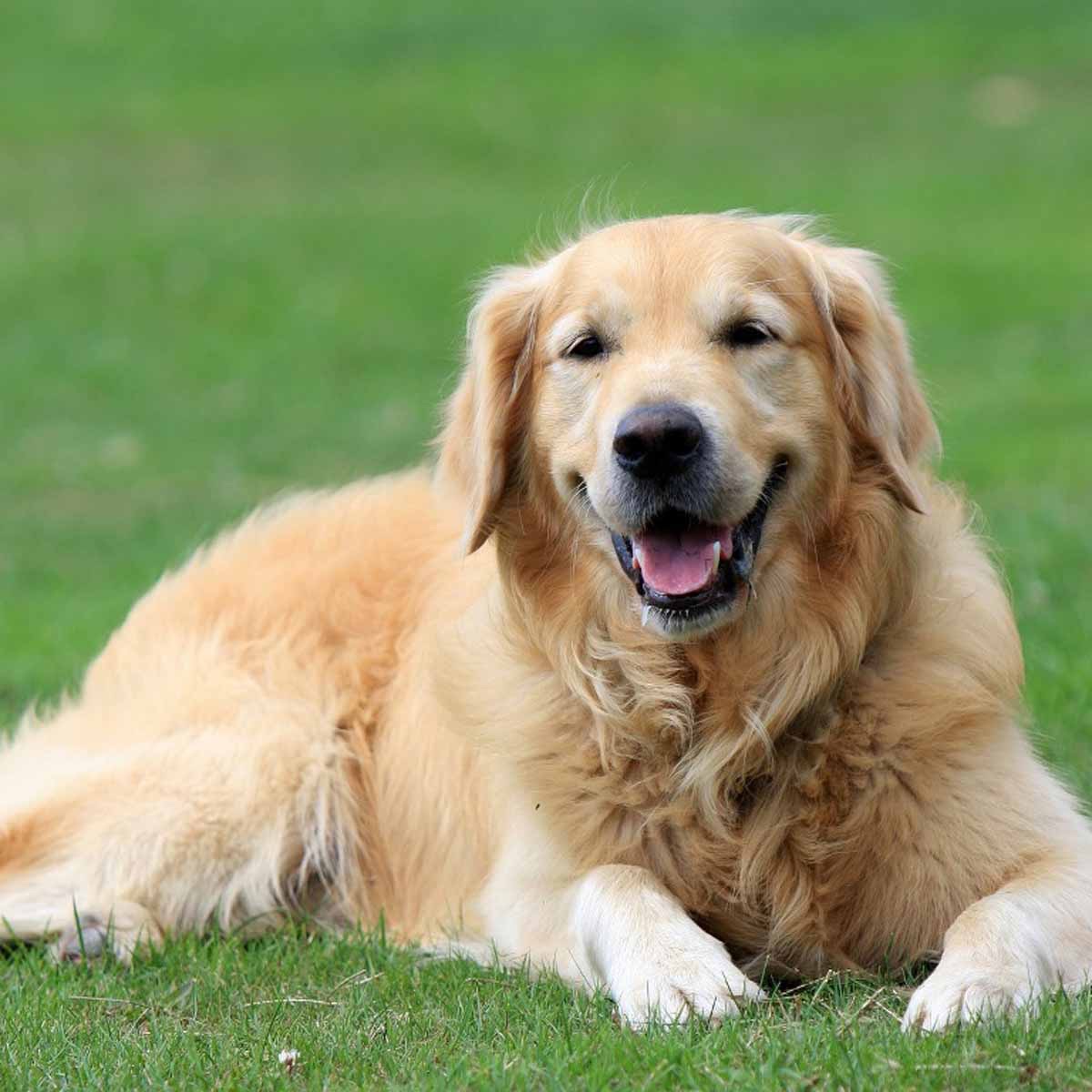 Golden Retriever, il compagno ideale per chi ha bambini: affettuoso, intelligente e instancabile nel gioco