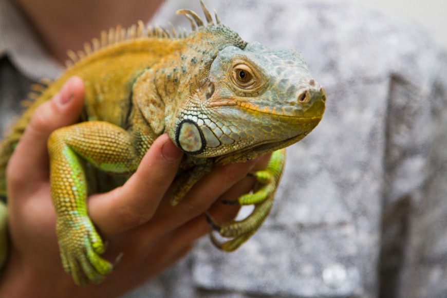 L’iguana in salotto: cresce la passione per gli animali esotici, ma serve consapevolezza