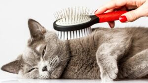 Quando i gatti cambiano il pelo: perché accade e come aiutarli nei periodi di muta