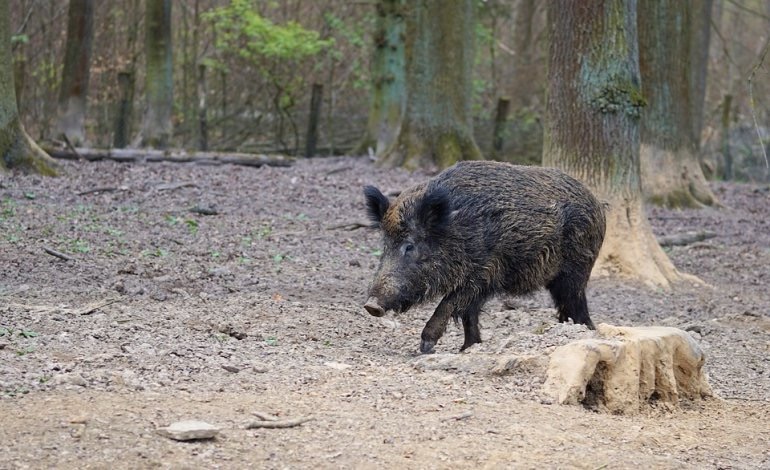 Aquara, emergenza cinghiali: il Consiglio comunale chiede interventi urgenti