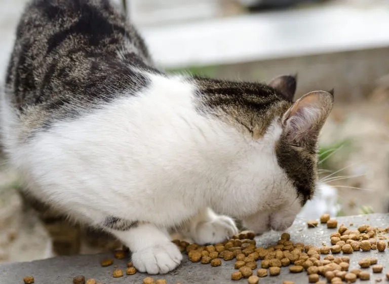 L’alimentazione dei gatti che vivono all’aperto: tra necessità biologiche e responsabilità umana