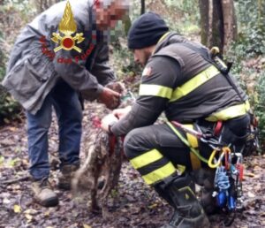 Vigili del Fuoco salvano due cani nel fiume Sammaro: intervento complesso a Roscigno