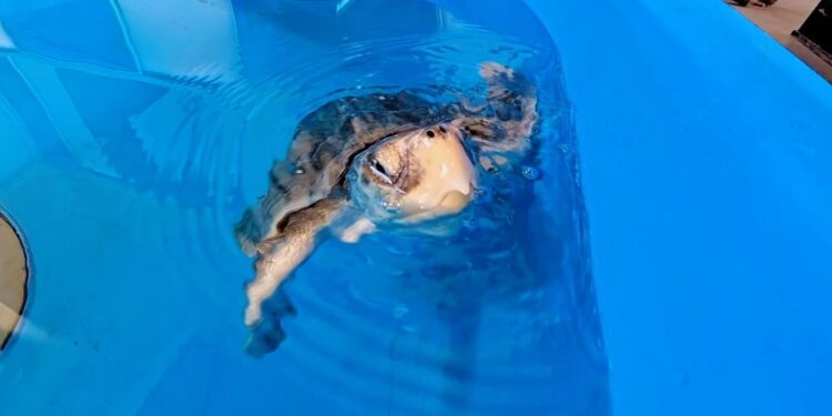 Saphira, la tartaruga più rara del Mediterraneo torna libera