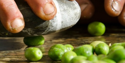 Le olive ammaccate del Cilento: piccoli frutti, grande tradizione mediterranea