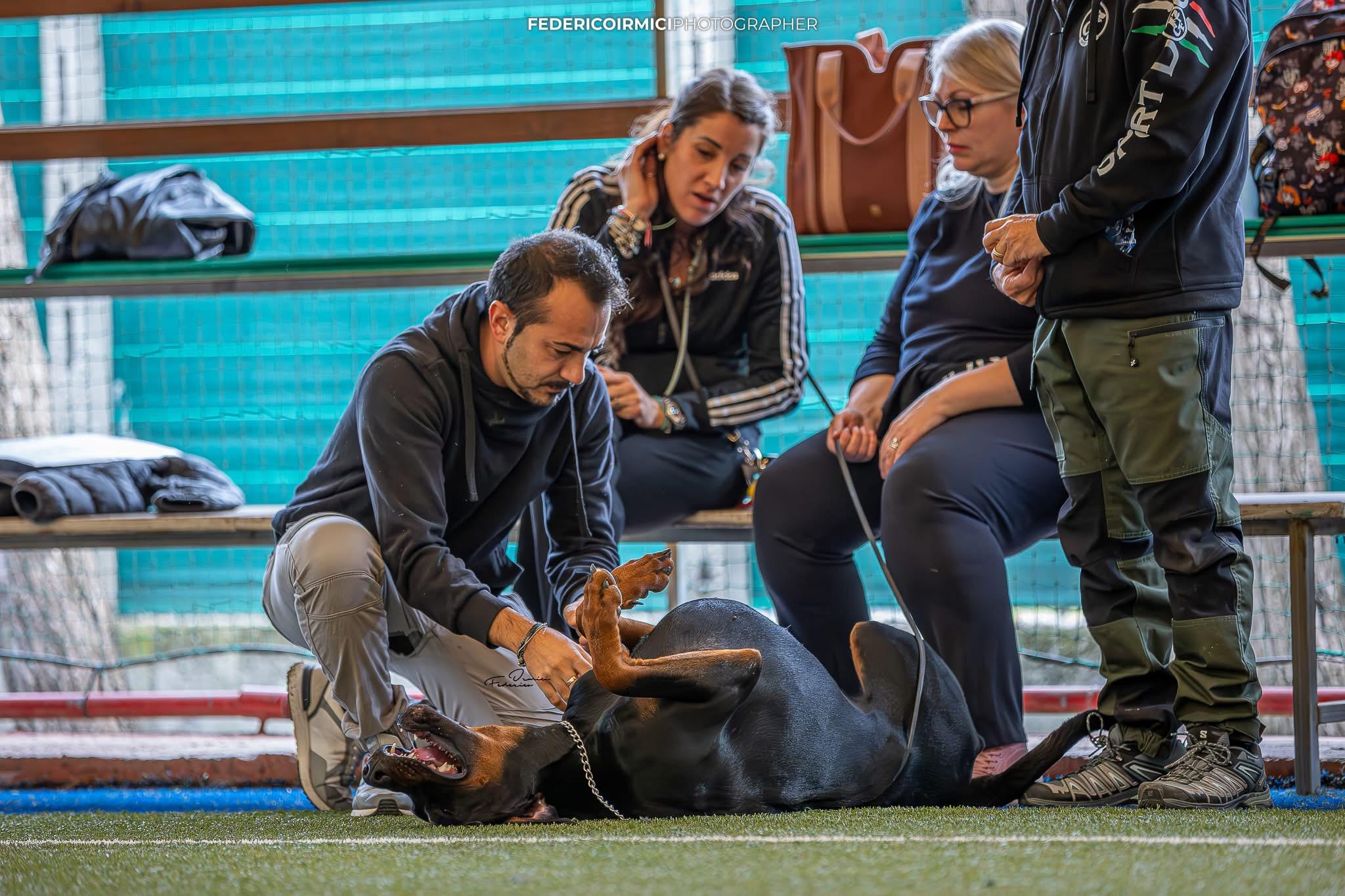 Dobermann protagonisti del weekend campano: tra selezione e raduno, due giornate da record per l’AIAD