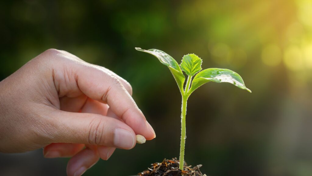 Verde urbano, a Salerno 15 alberi ogni 100 abitanti