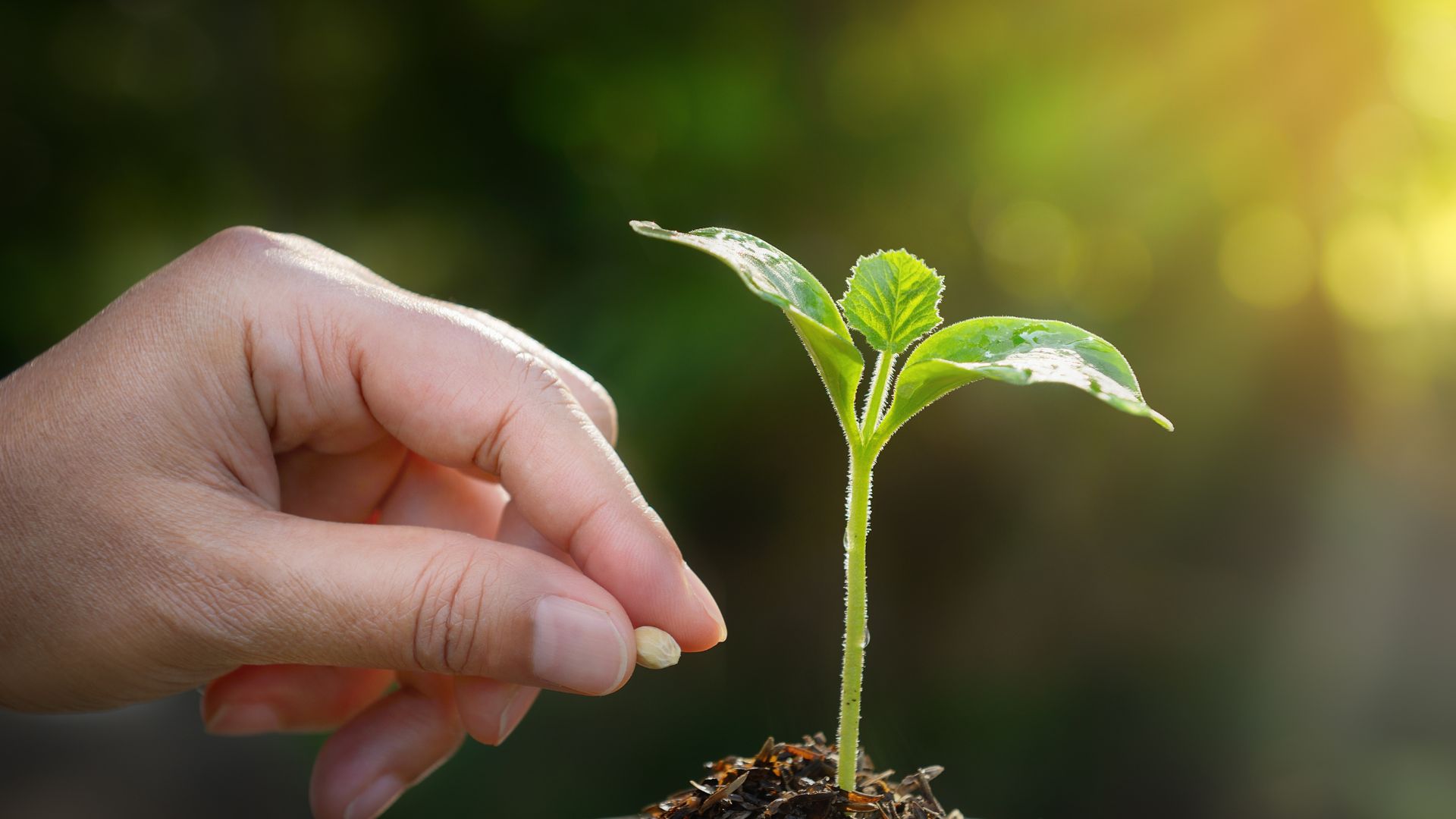 Verde urbano, a Salerno 15 alberi ogni 100 abitanti