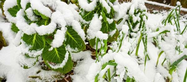In inverno l’orto non va in vacanza: coltivare sostenibile tutto l’anno