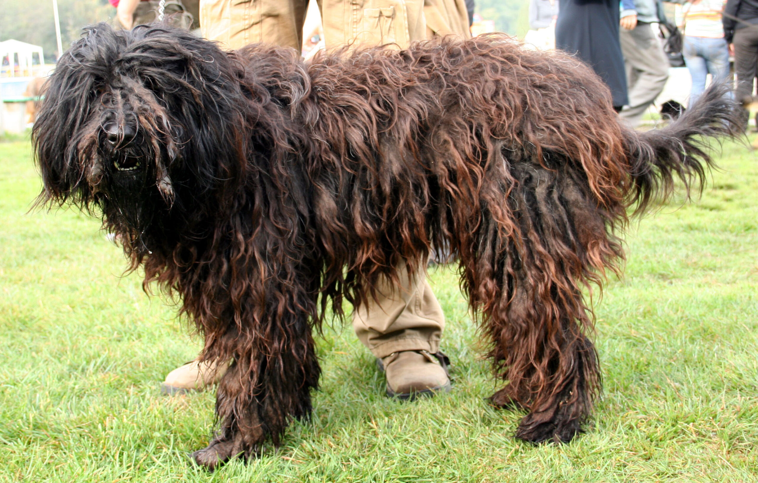 Il Bergamasco: il cane italiano delle Alpi, robusto e perfetto per i climi freddi