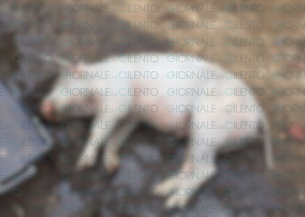 Furto di bestiame e spari nella notte: paura nelle campagne di Capaccio Paestum