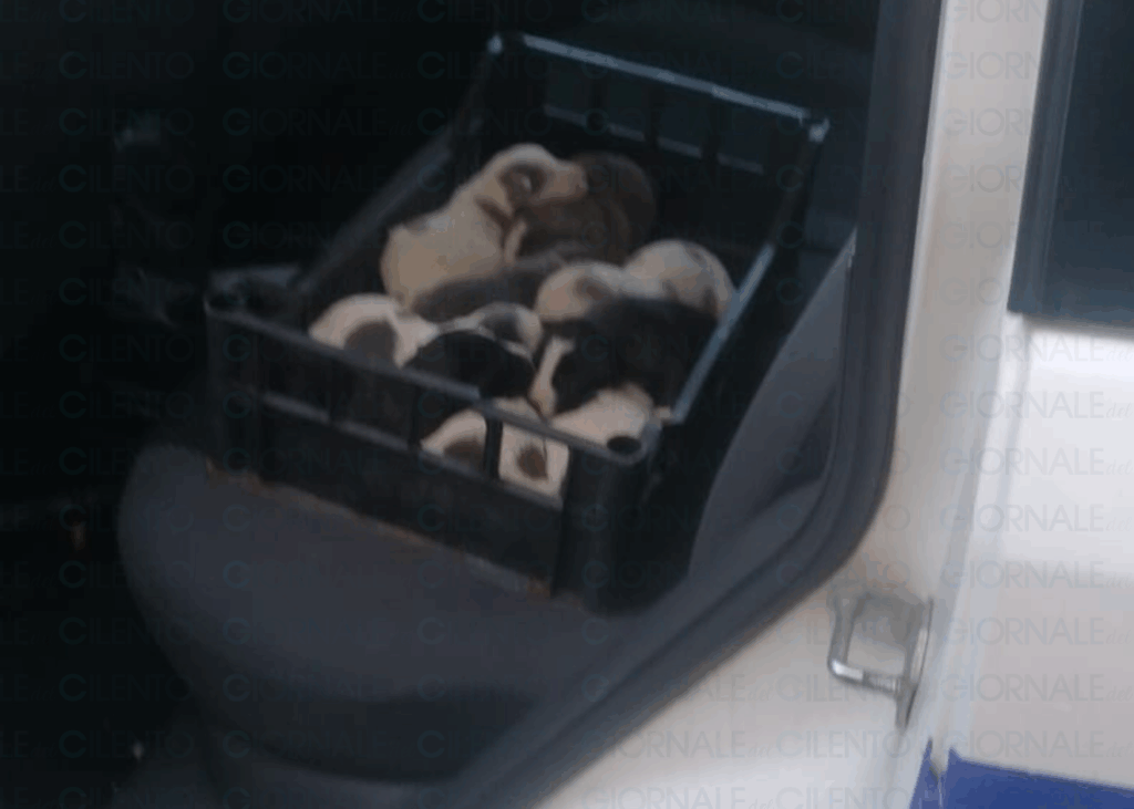 Celle di Bulgheria, nove cuccioli abbandonati in un cunicolo: salvati dalla polizia municipale