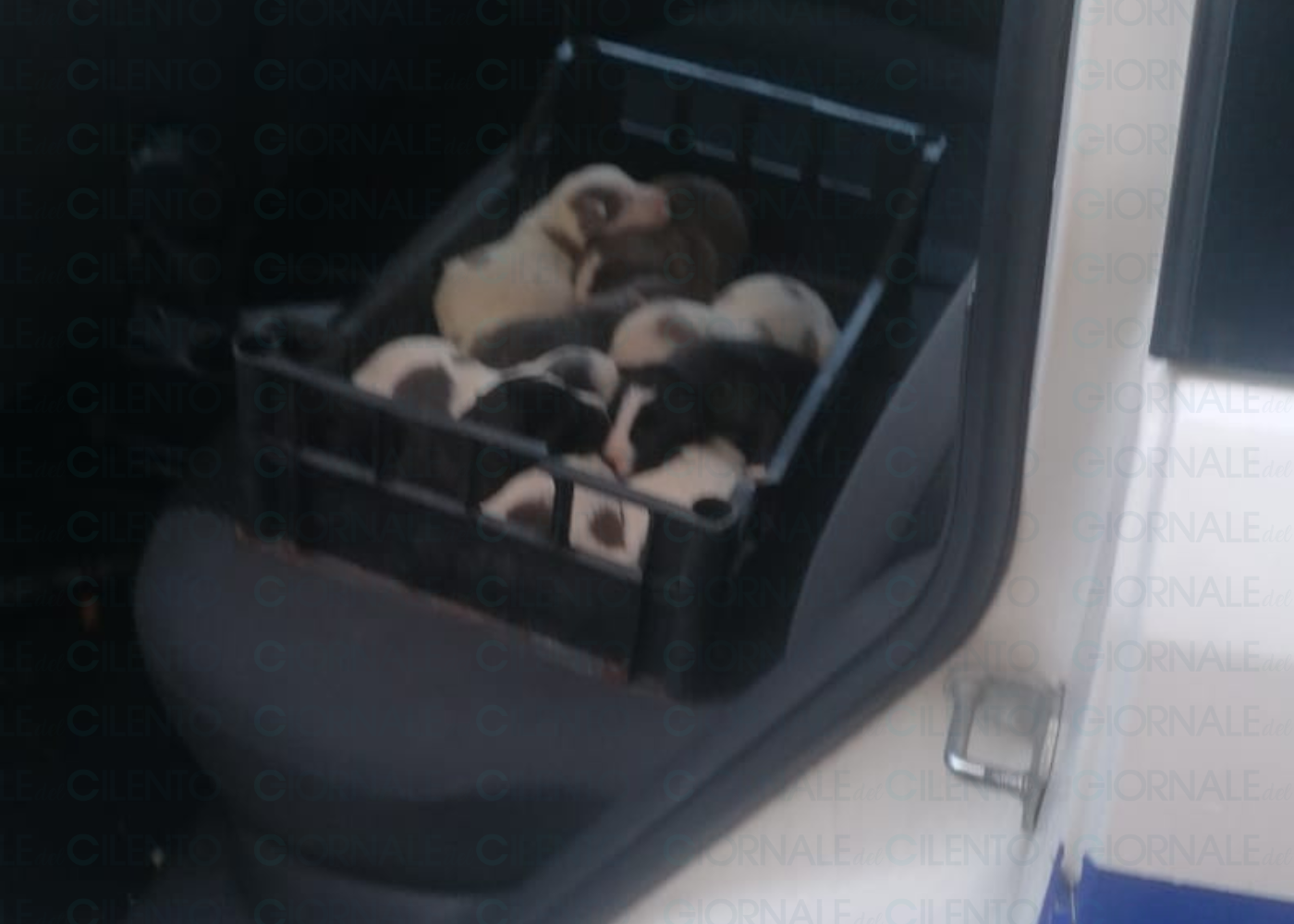 Celle di Bulgheria, nove cuccioli abbandonati in un cunicolo: salvati dalla polizia municipale