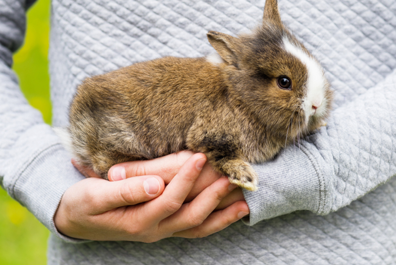 Conigli in casa: quando il pet è silenzioso, affettuoso e a misura di famiglia