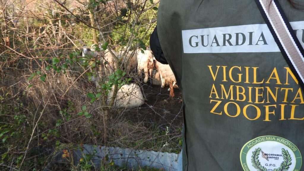 Cane legato sotto un ponte: blitz delle guardie zoofile a Colliano