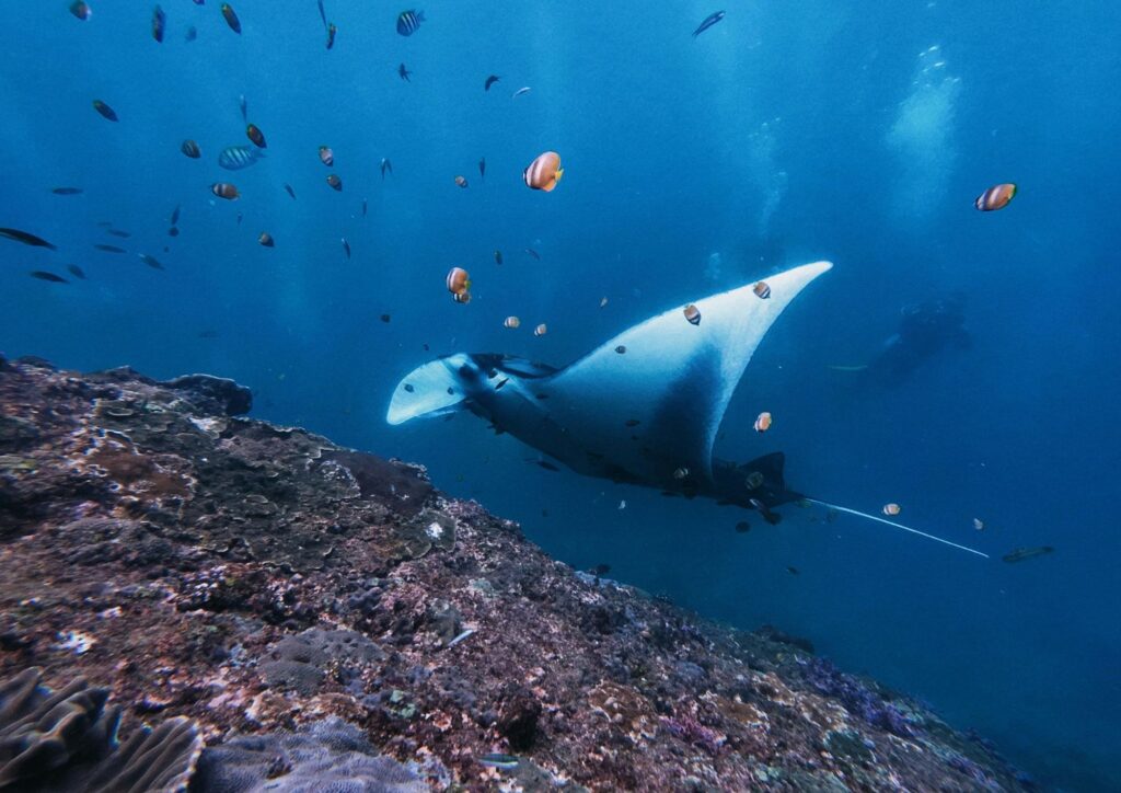 Oceani e coste: come proteggere i mari italiani dall’inquinamento