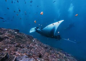 Oceani e coste: come proteggere i mari italiani dall’inquinamento
