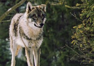 Il Parco Nazionale del Cilento, presidio di biodiversità anche d’inverno