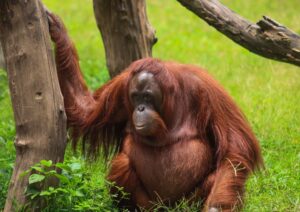 Specie in via di estinzione: animali che rischiano di scomparire entro il 2050