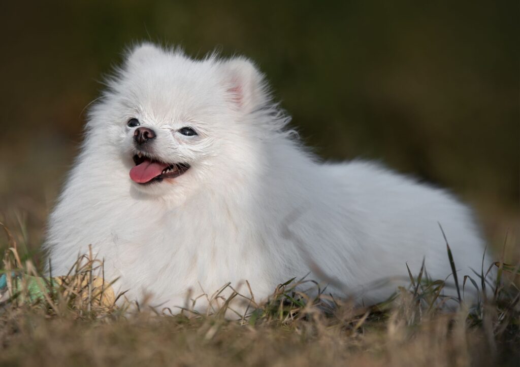 Volpino di Pomerania, il piccolo grande spitz che sorprende