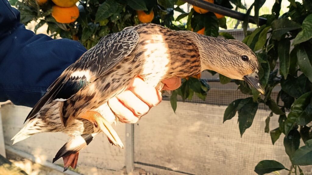 Eboli, avifauna protetta detenuta illegalmente: denunciato imprenditore agricolo