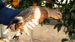 Eboli, avifauna protetta detenuta illegalmente: denunciato imprenditore agricolo