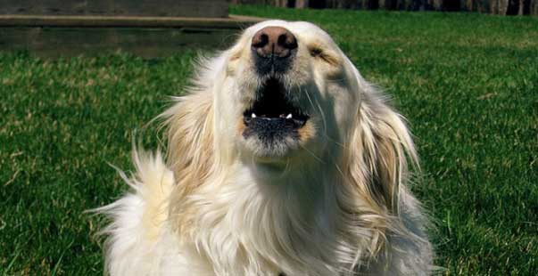 Quando il cane abbaia sempre (e forte): le cause e le possibili soluzioni