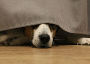 Cane e gatto in casa, 7 errori che i proprietari commettono senza accorgersene