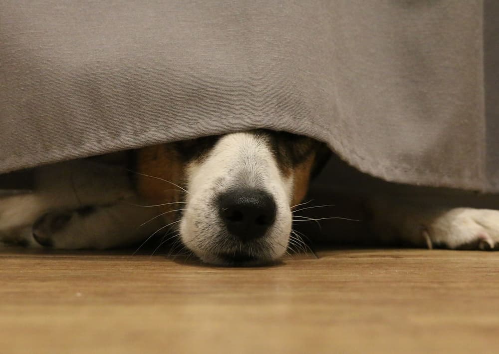 Proteggere cani e gatti: i consigli dei veterinari per affrontare i botti, i fuochi d’artificio e le feste