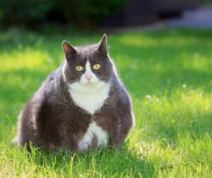 Allarme obesità nei gatti e nei cani: come si sta trasformando il loro stile di vita