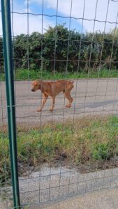 Cilento, cane scheletrico vagava davanti a un’abitazione: senza aiuti rischia il canile