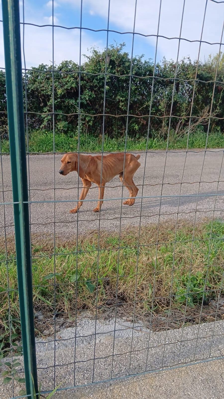 Cilento, cane scheletrico vagava davanti a un’abitazione: senza aiuti rischia il canile