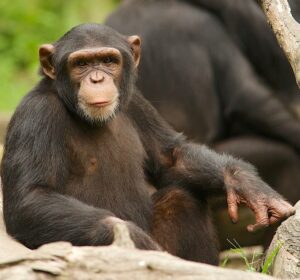 Intelligenza animale: quali specie sono davvero “geniali”