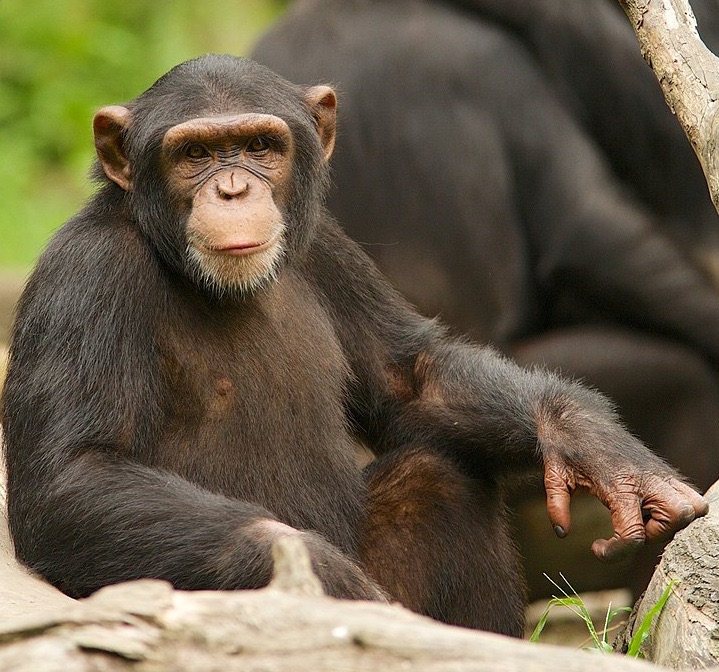 Intelligenza animale: quali specie sono davvero “geniali”