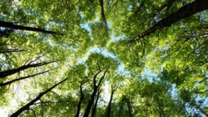 Riforestazione urbana: quanti alberi servono davvero alle città campane?