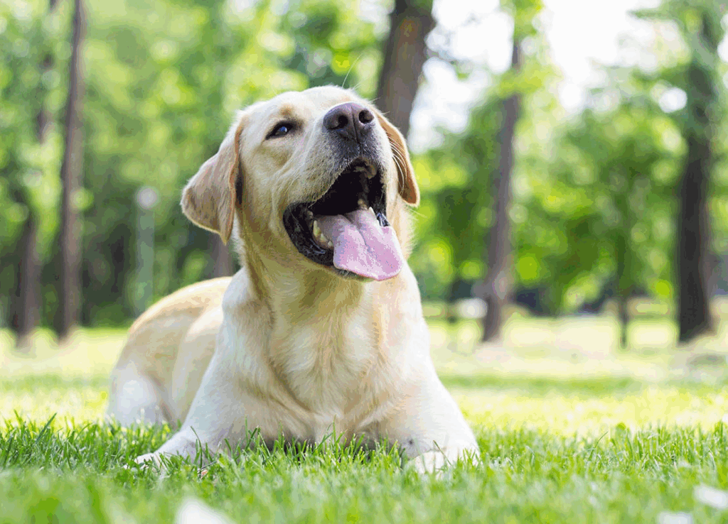 Il Labrador Retriever: il cane più amato dagli italiani