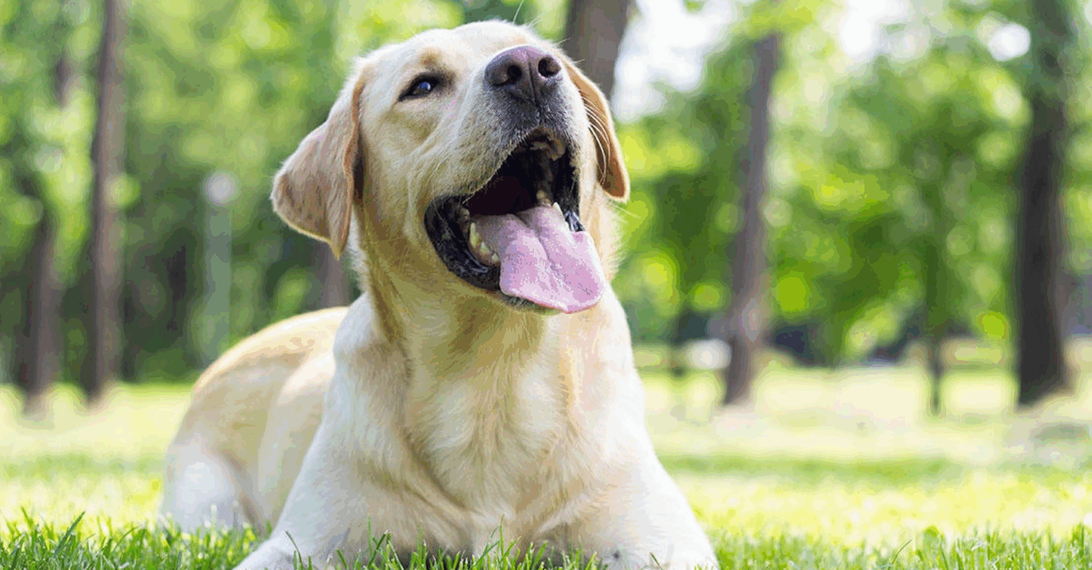 Il Labrador Retriever: il cane più amato dagli italiani | Giornale del ...