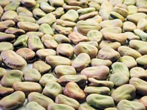 Quali sono i prodotti enogastronomici a rischio estinzione al Sud