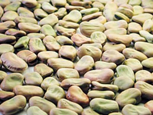 Quali sono i prodotti enogastronomici a rischio estinzione al Sud