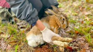 Lepre italica, dalla foresta Cereta Cognole al Parco del Partenio: è la prima reintroduzione