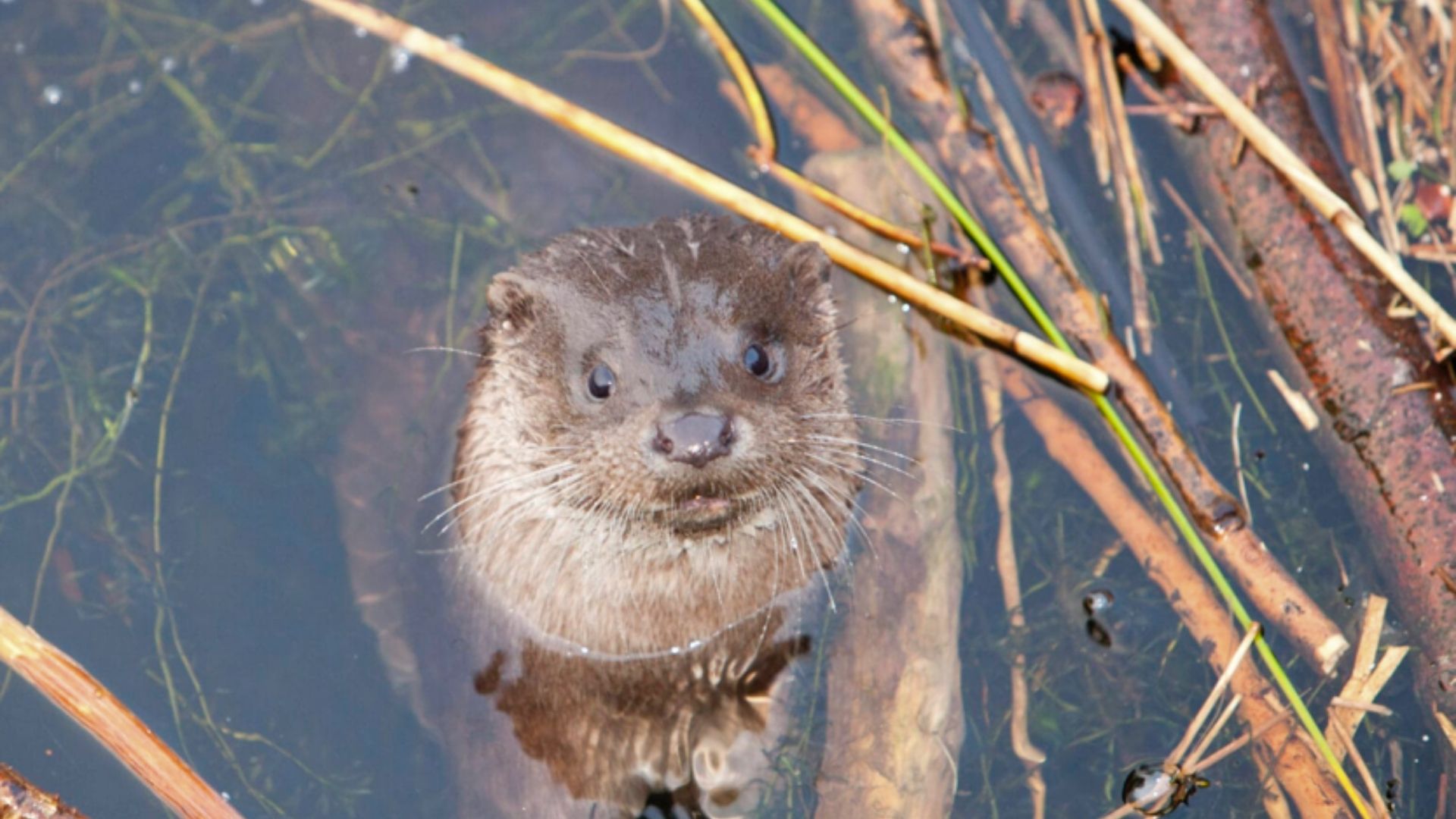 Agropoli, ordinanza sindacale a tutela della lontra: apprezzamento del WWF
